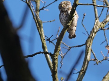 Sezon na sowy w Sulejowskim PK., 